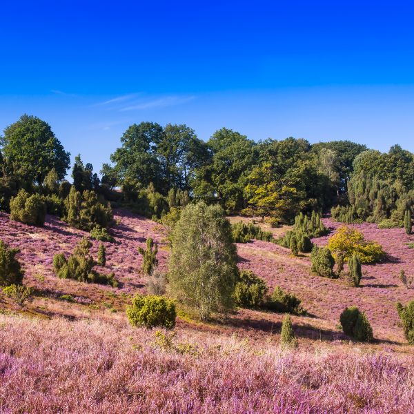 Grünpflege in Niedersachsen